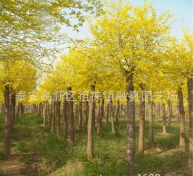 各種規(guī)格黃金槐樹苗 金葉槐樹苗速生金葉槐樹苗2公分-10公分價格