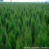 直銷側柏小苗 凈化空氣 側柏工程苗 灌叢綠化用 量大優(yōu)惠