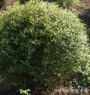 大量供應(yīng)露地繡線菊球 綠化小區(qū)繡線菊 濕地綠化園林工程批發(fā)