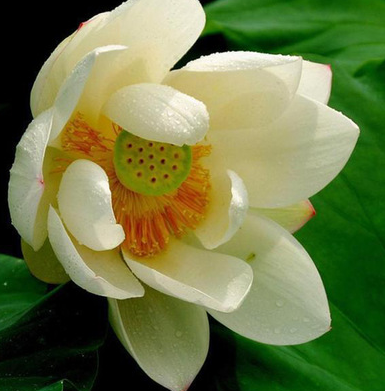 苗圃供應(yīng)精品荷花 湖南源頭貨源多色荷花苗批發(fā)
