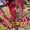基地紅葉碧桃樹 5-10公分樹 綠化木專用 量大優惠紅葉碧桃樹