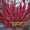 基地種植嫁接紅葉碧桃 紅葉碧桃規格齊全 信譽好 美觀效果漂亮