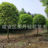 湖北金桂直銷精品桂花樹(shù)6－8－10－12公分桂花樹(shù)批發(fā) 八月桂價(jià)格
