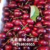 基地批發嫁接櫻桃苗 盆栽地栽車厘子大櫻桃樹苗 布魯克斯櫻桃種植