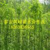 基地占地樹 皂角樹3-5公分優質皂角樹 信譽好 量大從優
