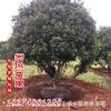 防護叢生風景園林植物 濕地工程綠化行道樹 楊梅樹喬木廠家批發(fā)