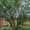 防護叢生風景香泡樹 濕地綠化行道樹 工程綠化樹木基地直發(fā)
