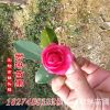 苗圃銷售茶梅 小苗 大苗 茶梅球 工程綠化苗茶梅規(guī)格齊全