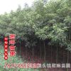 批發(fā)名貴樹木 香樟樹 大規(guī)格香樟樹 街道綠化風景樹 工程綠化