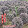 批發(fā) 紅花繼木球 飽滿 貨源充足 紅花紅桎木