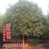 君琳苗圃大量供應(yīng)10公分桂花價格 金桂花樹精品桂花苗木基地