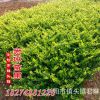 供應(yīng)各種工程綠化小苗 小區(qū)綠化苗 價格優(yōu)惠 金森女貞3年苗