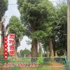 批發(fā)香樟 香樟樹基地 全冠移植香樟 精品多桿獨桿香樟