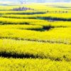 油菜籽批發(fā)高產(chǎn)榨油觀賞油菜花種子榨油原料菜籽種子