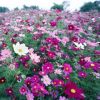 草花種子波斯菊種子混色高桿矮桿格?；ㄋ募疽追N野花組合種子