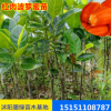 供應各種菠蘿蜜果樹苗 嫁接菠蘿蜜苗 苗木基地批發四季菠蘿蜜種苗