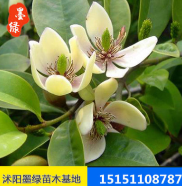 【含笑】供應(yīng)含笑苗木 含笑盆栽苗 規(guī)格齊全 價(jià)格實(shí)惠.量大優(yōu)惠