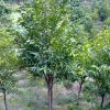 北京苗圃供應(yīng)綠化苗木 白木香 樹形好保成活免費送貨上門