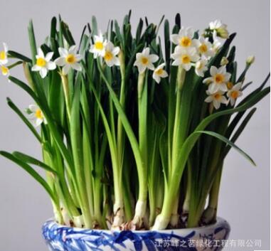 水仙花種球 辦公室水培植物彩色洋水仙 當(dāng)年開花