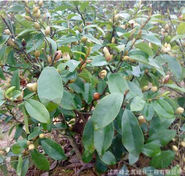 工程綠化苗木基地直銷 含笑樹苗 規格全 深山含笑