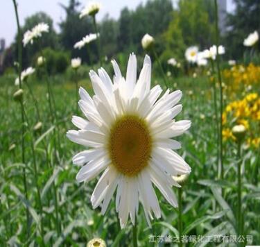 大濱菊種籽 優(yōu)質(zhì)菊花類種子 發(fā)芽率高 花海打造花草種子