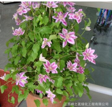 供應(yīng)優(yōu)質(zhì)觀花鐵線(xiàn)蓮種球植物 庭院盆栽攀援花卉綠植