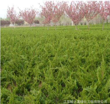 基地供應(yīng)龍柏樹苗 四季常青道路園林綠化龍柏苗