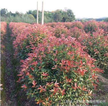 批發(fā)供應(yīng)工程綠化紅葉石楠苗木 紅葉石楠球樹苗