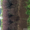 基地熱銷優(yōu)質(zhì)紫葉榆葉梅 高桿紅葉榆葉梅 各種規(guī)格 量大從優(yōu)