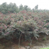 出售綠化苗木、 加拿大紫荊 、紫葉紫荊 、工程綠化苗木批發(fā)