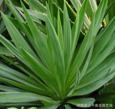 供應(yīng)苗木鳳尾蘭 絲蘭 劍麻 水絲麻和批發(fā)均可銷售 量大優(yōu)惠