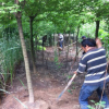 銷售復葉槭 金邊/金葉復葉槭 6--8公分復葉槭基地 綠化苗木