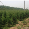 基地大量熱銷優質 刺柏 塔柏 北京檜小苗 綠化工程苗木批發