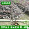 紅花繼木苗 紅花繼木球 基地 直銷綠化苗木批發 物美價廉