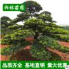 【基地直銷】造型羅漢松工程綠化 供應造型羅漢松 規格齊全批發