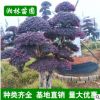 供應造型紅檵木樁 湖南優質造型紅桎木樁 精品紅繼木樁批發