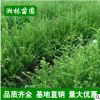 低價苗圃 紅豆杉 曼地亞紅豆杉 小苗批發 規格齊全 量大優惠