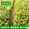 瓜子黃楊小苗批發 扦插黃楊苗 凈化空氣 瓜子黃楊床苗 現貨充足