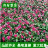 優質夏堇 夏瑾 山東青州花卉 盆栽 時令花卉 基地直銷 四季草花