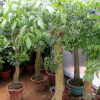 批發(fā)室內(nèi)大型植物平安樹 幸福樹盆栽 平安樹 觀葉植物 室內(nèi)幸福樹
