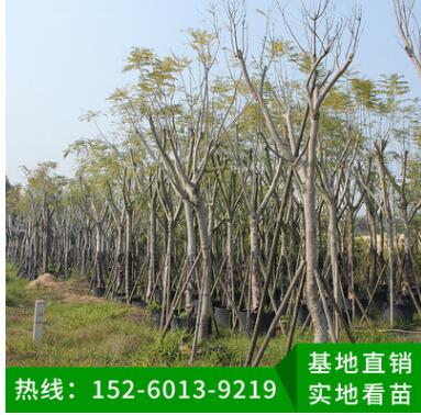 藍(lán)花楹 綠化工程苗木 行道樹(shù) 風(fēng)景樹(shù) 移植苗批發(fā) 品種多樣