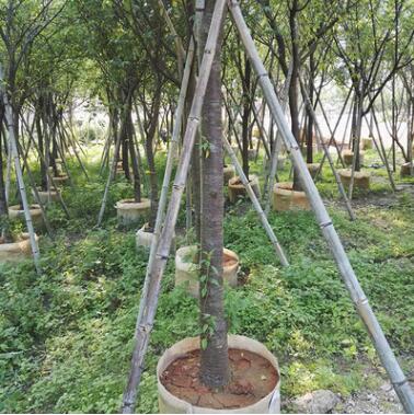 福建山櫻花批發(fā)綠化苗木移植苗批發(fā)基地直銷(xiāo)