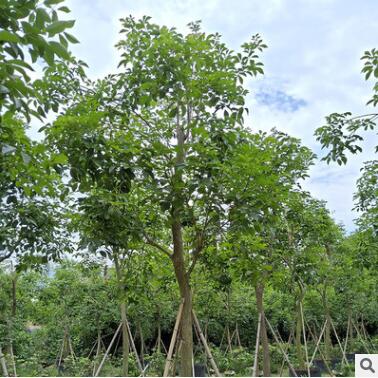基地直銷(xiāo)多花黃花風(fēng)鈴木 生態(tài)園林 別墅校園行道樹(shù)供應(yīng)
