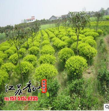 基地批發(fā)銷售金葉女貞球 供應(yīng)優(yōu)質(zhì)金葉女貞球工程綠化苗木易成活