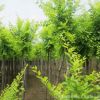 速生苗木繁殖基地 批發(fā)金葉榆小苗 彩葉樹(shù)木耐寒耐旱金葉榆樹(shù)