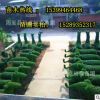 小葉女貞造型樹苗批發(fā) 西安造型樹苗種植基地