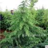 雪松1-8米常年大量批發(fā) 價格便宜 成活率高