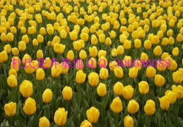 預(yù)定荷蘭進(jìn)口花卉種球郁金香種球11－12 12+