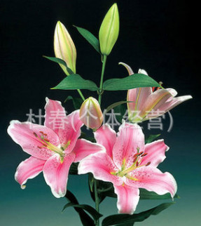 昆明鮮花批發(fā)　百合花批發(fā)，玫瑰花，康乃馨，菊花