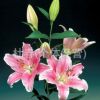 昆明鮮花批發　百合花批發，玫瑰花，康乃馨，菊花